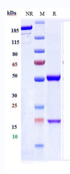 Meflin Reference Antibody