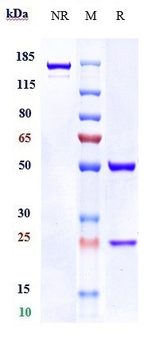 Matriptase Reference Antibody
