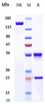 Anti-LILRB4 / ILT3 / CD85k Reference Antibody