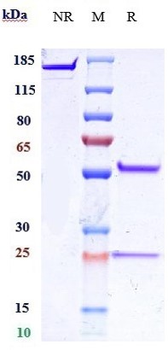 Anti-IL-25 Reference Antibody