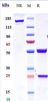 Anti-IL-21 Reference Antibody