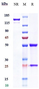 Anti-IL-20Ra Reference Antibody