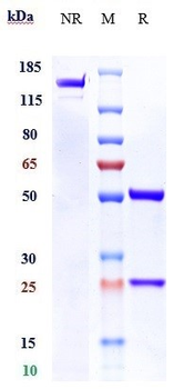 Anti-IL-13Ra2 / CD213a2 Reference Antibody