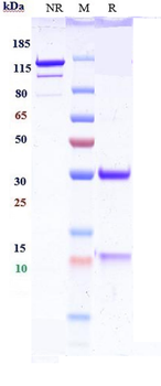IL-13 Reference Antibody (H2L6)