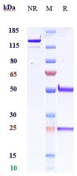 Anti-IFNa1 Reference Antibody