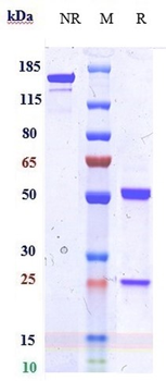Anti-IDO2 Reference Antibody