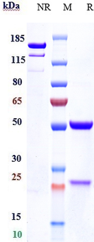 Anti-Haptoglobin Reference Antibody