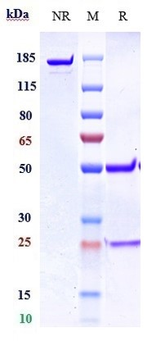 Anti-GREM1 / Gremlin Reference Antibody