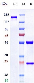 Anti-GPC1 / Glypican-1 Reference Antibody