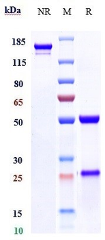 GOLM1 Reference Antibody