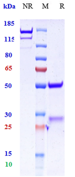 Anti-GAD65 Reference Antibody
