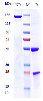 FOLH1 / PSMA Reference Antibody (rosopatamab tetraxetan)