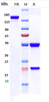 FGFR1 / CD331 Reference Antibody