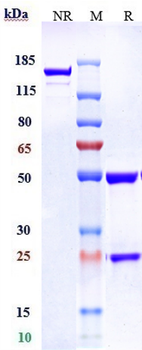 Anti-F3 / Factor III / Tissue Factor / CD142 Reference Antibody (tisotumab vedotin)