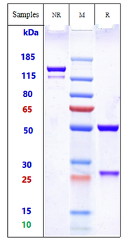 ERBB2 / HER2 / CD340 Reference Antibody (Hersintuzumab)