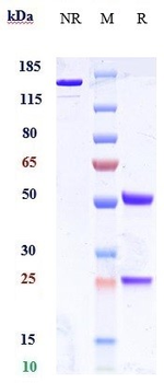 Anti-ERBB2 / HER2 / CD340 Reference Antibody