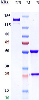 Anti-EphB4 Reference Antibody