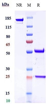 Anti-Dysadherin Reference Antibody
