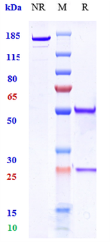 Anti-DCSTAMP Reference Antibody
