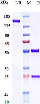Anti-DC-SIGN / CD209 Reference Antibody