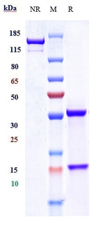 CYR61 / CCN1 Reference Antibody