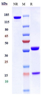 Anti-CXCR4 / CD184 Reference Antibody