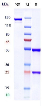 Anti-CXCL9 Reference Antibody