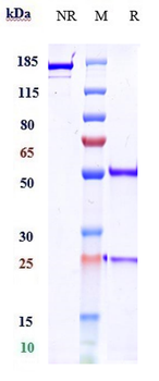 Anti-CTLA-4 / CD152 Reference Antibody (zalifrelimab)
