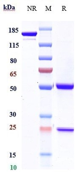 Anti-CTLA-4 / CD152 Reference Antibody (ipilimumab)
