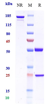 Anti-CSF2 / GM-CSF Reference Antibody (plonmarlimab)