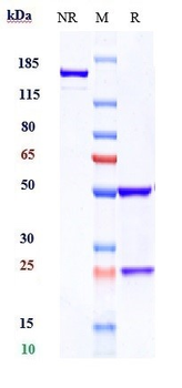 Anti-CRTAM / CD355 Reference Antibody