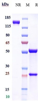 Anti-Clusterin Reference Antibody (AB-16B5)