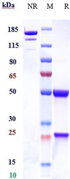 Anti-CLEC7A Reference Antibody