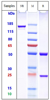 Anti-Cdiff Toxin A Reference Antibody (actoxumab)