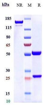 Anti-CD6 Reference Antibody (itolizumab)