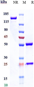 Anti-CD47 Reference Antibody (magrolimab)