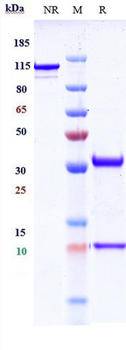 Anti-CD36 Reference Antibody