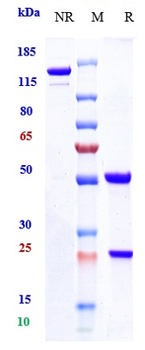 CD20 Reference Antibody