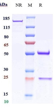 Anti-CD151 Reference Antibody