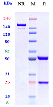 Anti-CCR7 / CD197 Reference Antibody (R707)