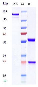 BTN1A1 Reference Antibody (ICT-01-N297A)
