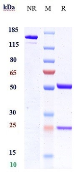 Anti-ANGPTL4 Reference Antibody