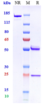 Anti-Amyloid Beta Reference Antibody