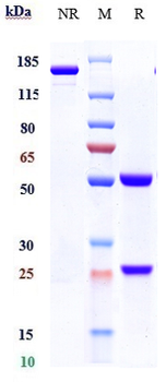 Anti-Amyloid Beta Reference Antibody