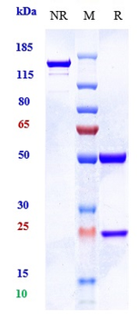Anti-AMHR2 Reference Antibody (murlentamab-MMAE)