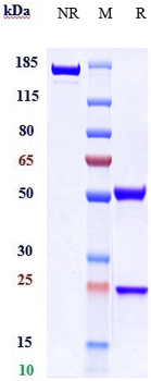 Anti-ACVR2A Reference Antibody (Ab-14E1)