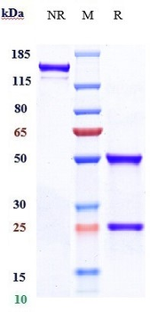 Anti-ABCB5 Reference Antibody