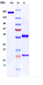 Anti- FcRH5 / IRTA2 / CD307e Reference Antibody (DFRF4539A)