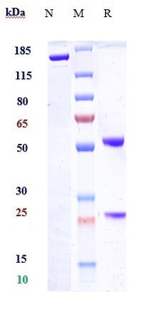 Anti-Syndecan-1 / CD138 Reference Antibody (indatuximab)