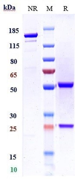 Anti-Histone H1 Reference Antibody (derlotuximab)